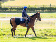 HC240925-8 - Rousham